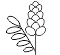 Licorice
